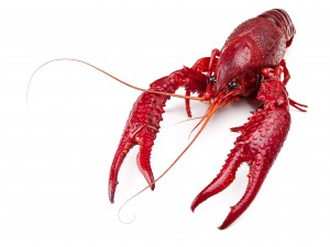crawfish