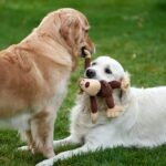 Roligare nöjen – Med hunden som bästa sällskap